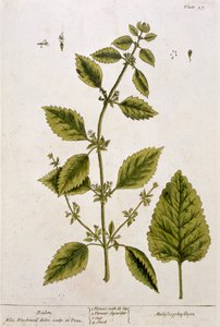 Balsamo, tavola 27 da 