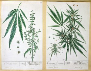 Cannabis mas e Cannabis foemina, da 