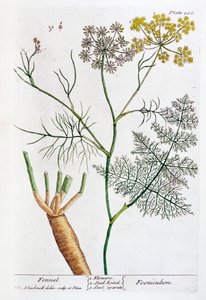 Finocchio, 1782 da Elizabeth Blackwell