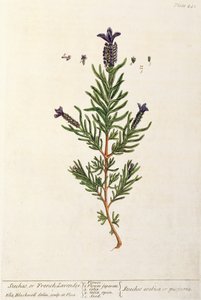 Lavanda francese, tavola 241 da 