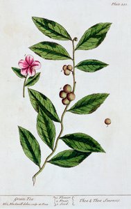 Tè verde da Elizabeth Blackwell