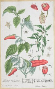 Pepe della Guinea (Piper Indicum) tavola 129 dall