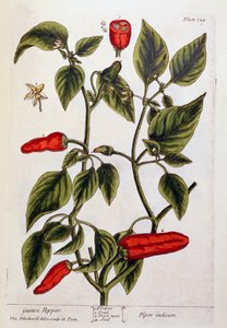 Pepe della Guinea, tavola 129 da 