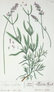 Spiga di lavanda, tavola da 
