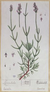 Lavanda, tavola da 