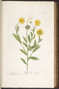 Tavola 106, Calendule, da 