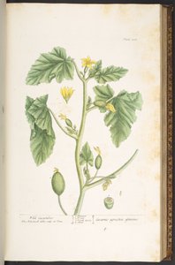 Tavola 108, da 