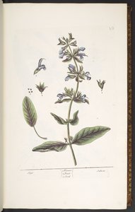 Tavola 10, Salvia, da 