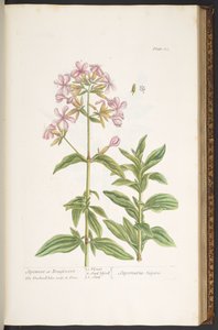 Tavola 113, da 