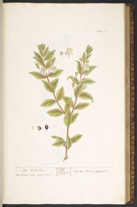 Tavola 114, da 