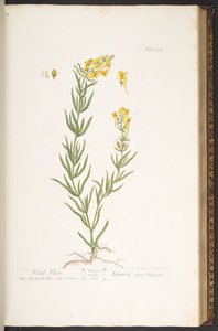 Tavola 115, da 