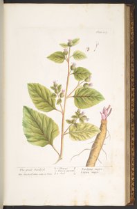 Tavola 117, da 
