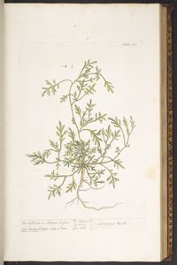 Tavola 120, da 