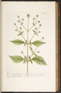 Tavola 124, da 