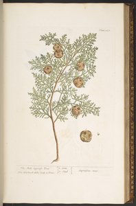 Tavola 127, da 