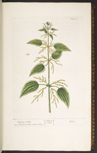 Tavola 12, Ortica, da 