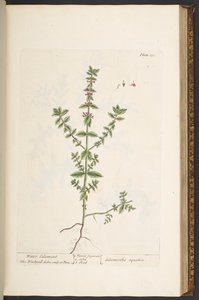 Tavola 131, da 
