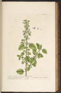 Tavola 136, da 
