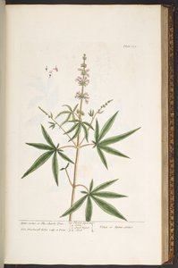 Tavola 139, da 