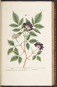 Tavola 151, da 