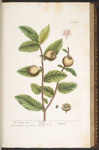 Tavola 154, da 