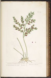Tavola 155, da 