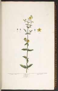 Tavola 15, Erba di San Giovanni, da 