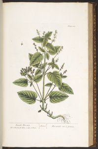 Tavola 162, da 