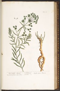 Tavola 163, da 