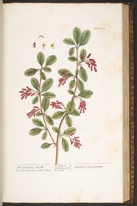 Tavola 165, Il cespuglio di crespino, da 