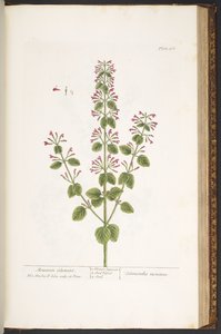 Tavola 166, Calaminta montana, da 