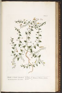 Tavola 170, da 