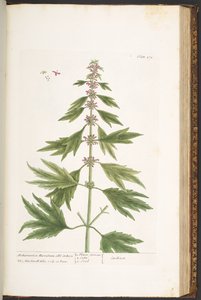 Tavola 171, da 