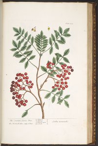 Tavola 173, da 