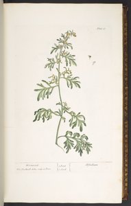 Tavola 17, Assenzio, da 