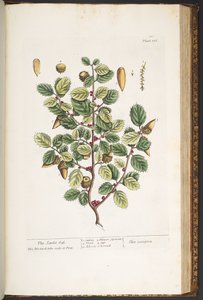 Tavola 186, da 
