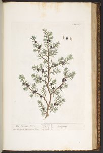 Tavola 187, L