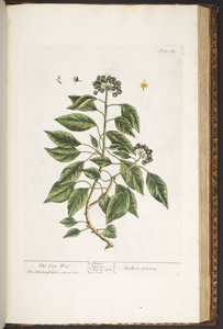 Tavola 188, da 