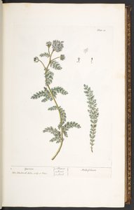 Tavola 18, Achillea, da 