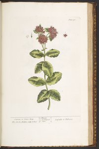 Tavola 191, Orpina, da 