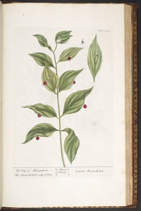 Tavola 194, da 