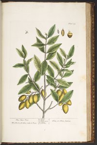 Tavola 199, da 