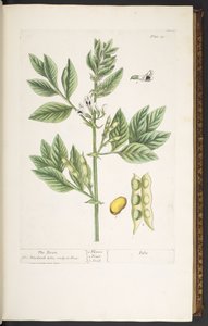Tavola 19, Il Fagiolo, da 