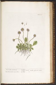 Tavola 200, Margherita selvatica, da 