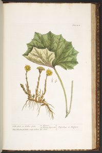 Tavola 204, da 