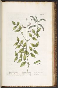 Tavola 208, da 