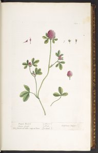 Tavola 20, Trifoglio rosso, da 