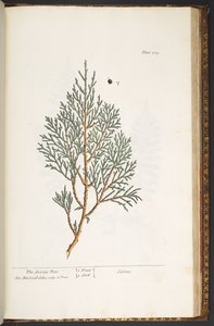 Tavola 214, da 