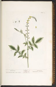 Tavola 21, Agrimonia, da 