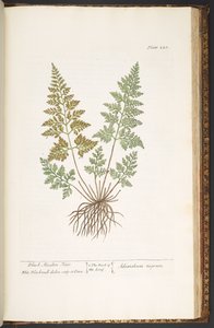 Tavola 220, Capelvenere nero, da 